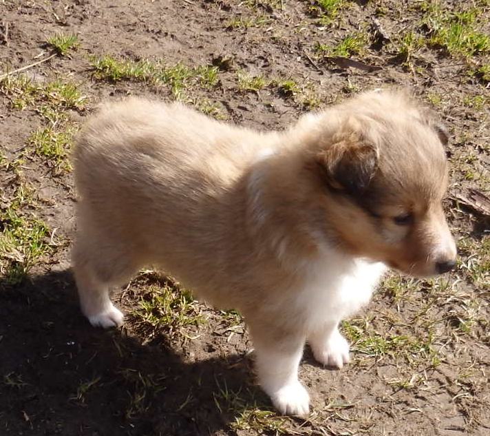 Oliver - 6 týdnů